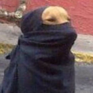 Meet your Posher, Max